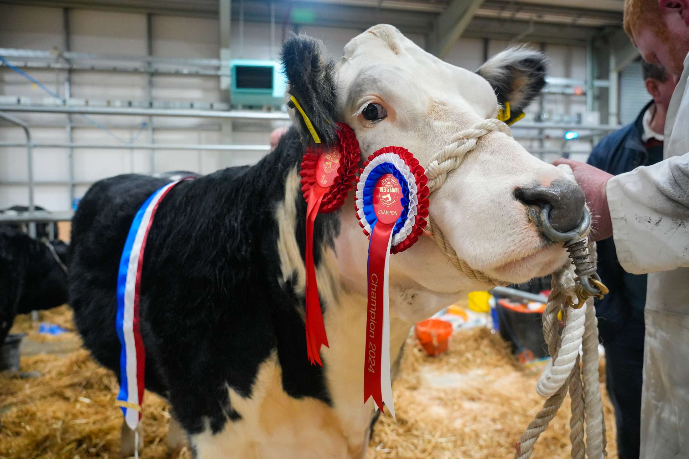 8th Royal Ulster Premier Beef  Lamb Championships 